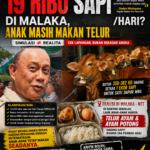 “19 Ribu Sapi per Hari untuk MBG? Antara Simulasi dan Realita: Dari Meja Pusat hingga Piring Kosong di Malaka;