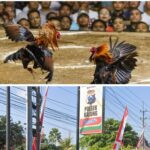 Bebas Tanpa Tersentuh Hukum Perjudian 303 Sabung Ayam Dan Dadu Desa Karang Duren Kecamatan Balung Semakin Merajalela.