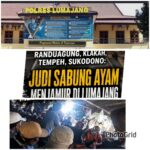 Pertaruhan Jabatan Kapolres Dan Kasat Lumajang Baru Dengan Menindak Langsung  Kegiatan Sabung Ayam 303  Di Wilayah Lumajang Yang semakin Merajalela.